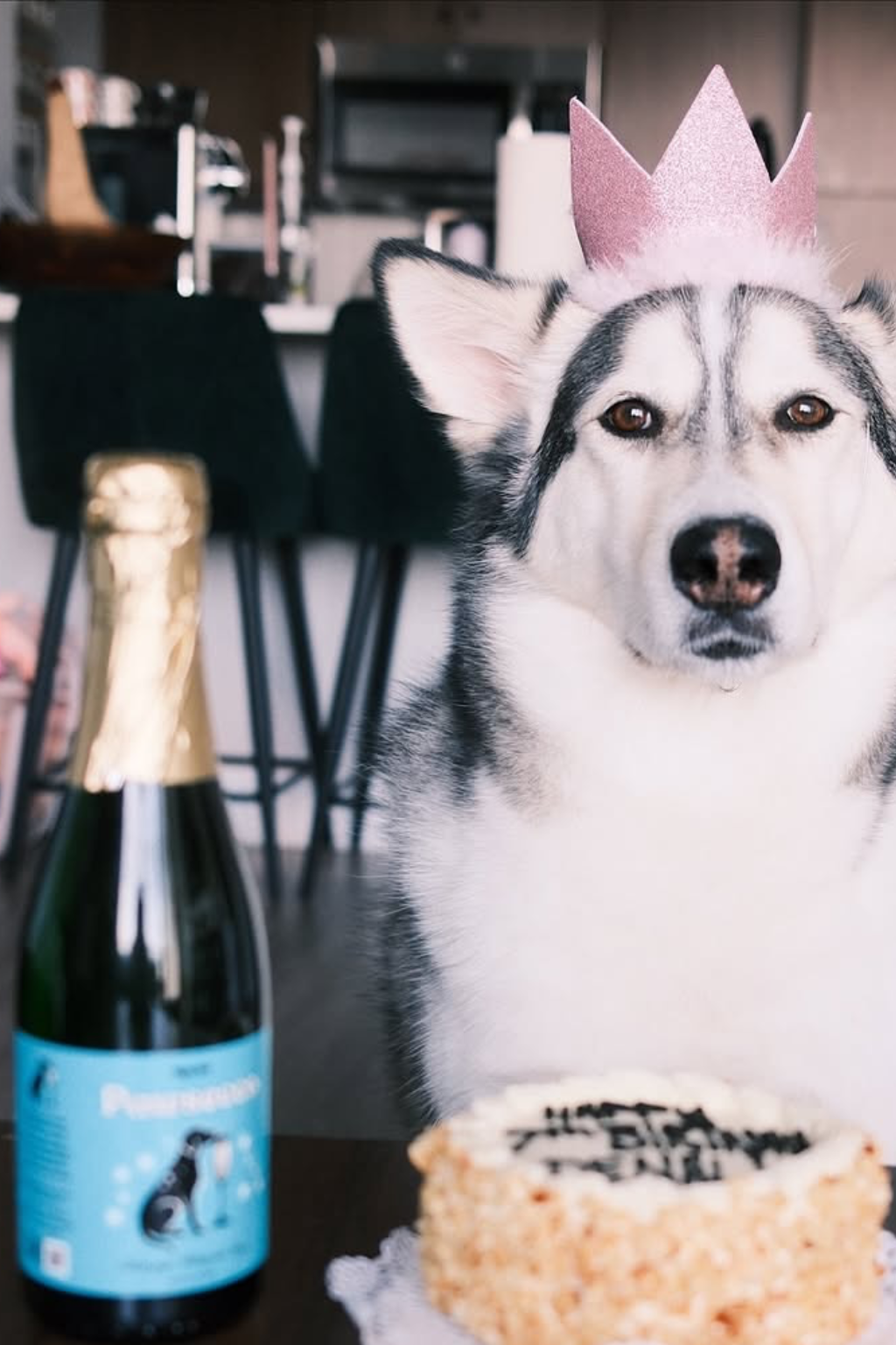 Mimosa Kit for Dogs